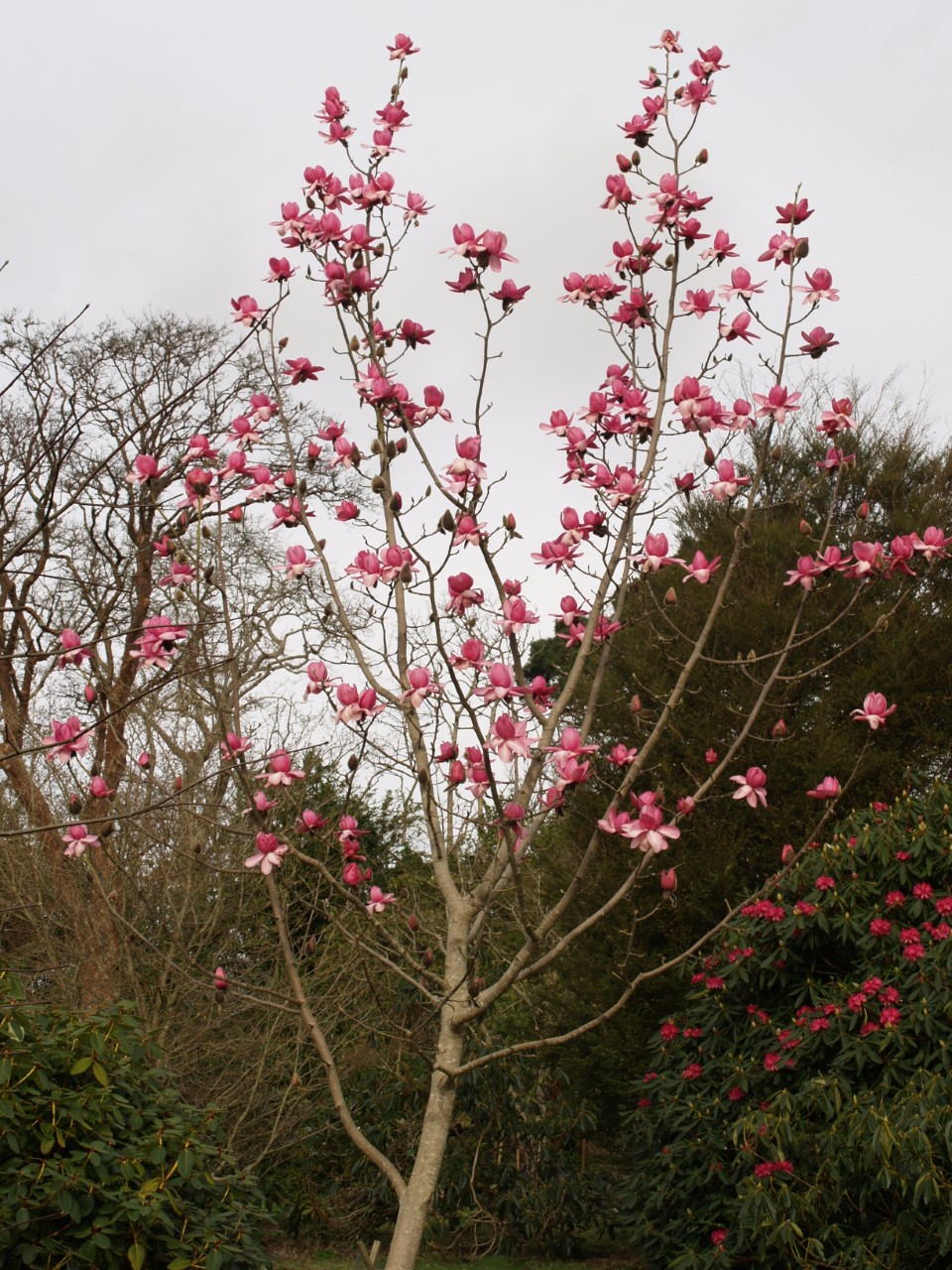 Magnolia campbellii Darjeeling